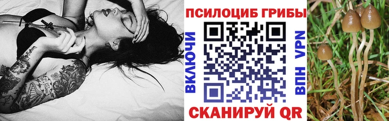 Псилоцибиновые грибы Cubensis  блэк спрут ссылки  Певек 